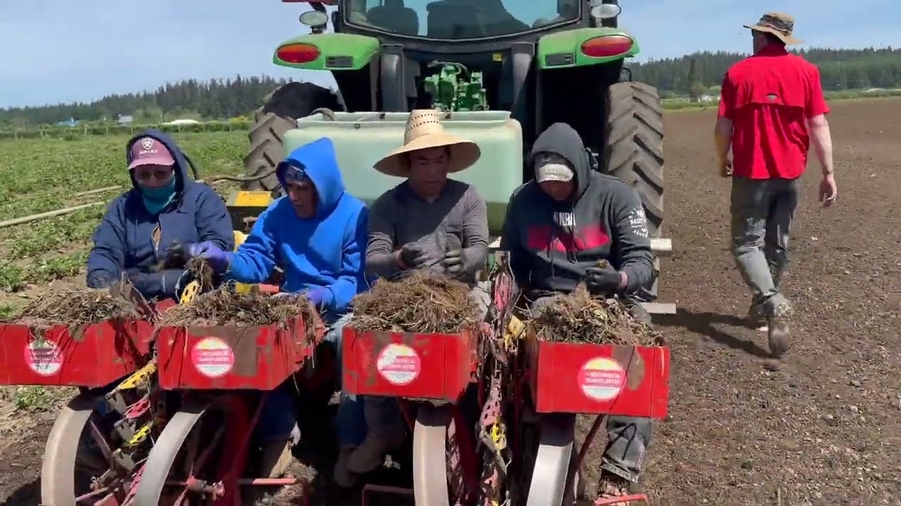Planting Strawberries