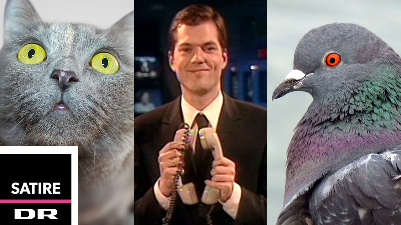 Katte vs. fugle | De Uaktuelle Nyheder | DR Satire