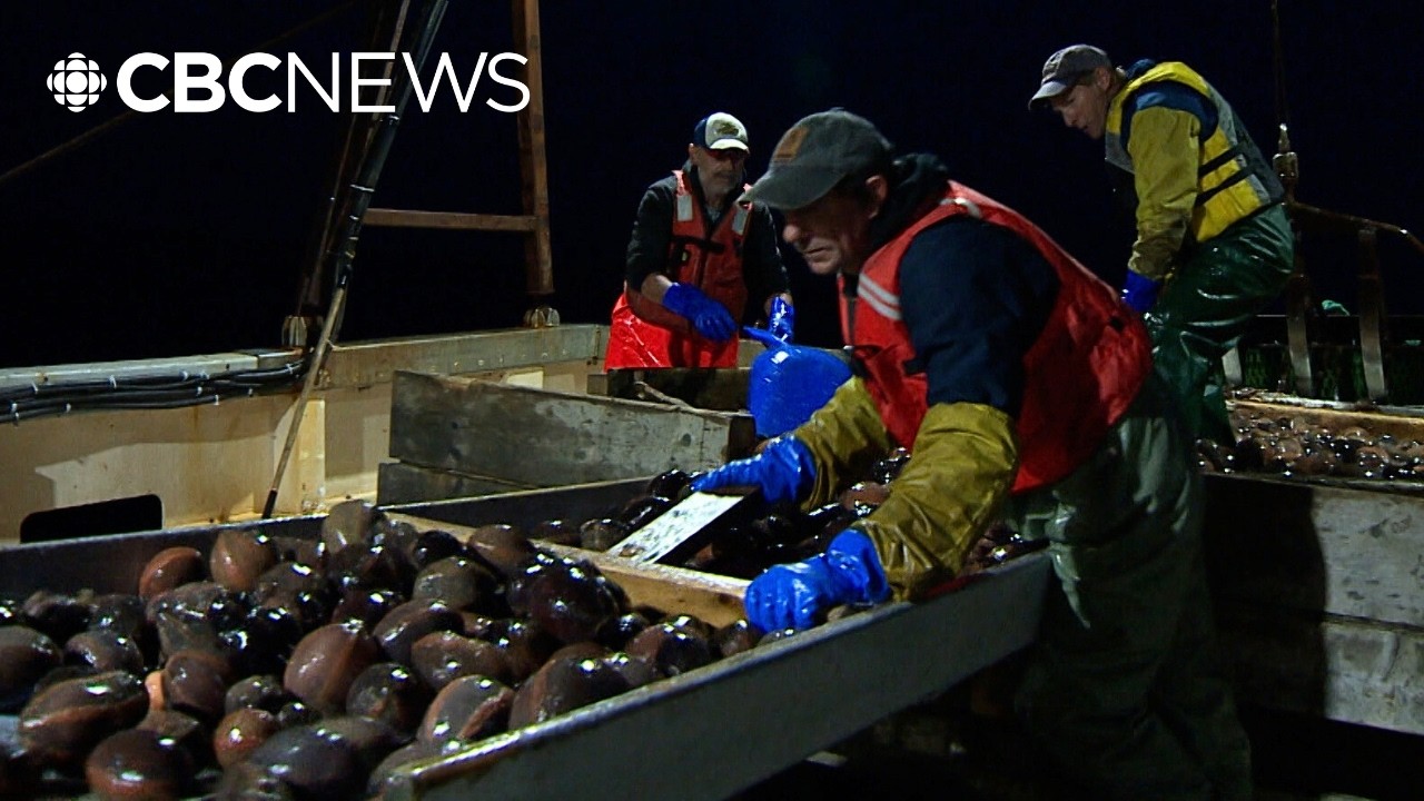 What Chinese tariffs mean for Nova Scotia seafood