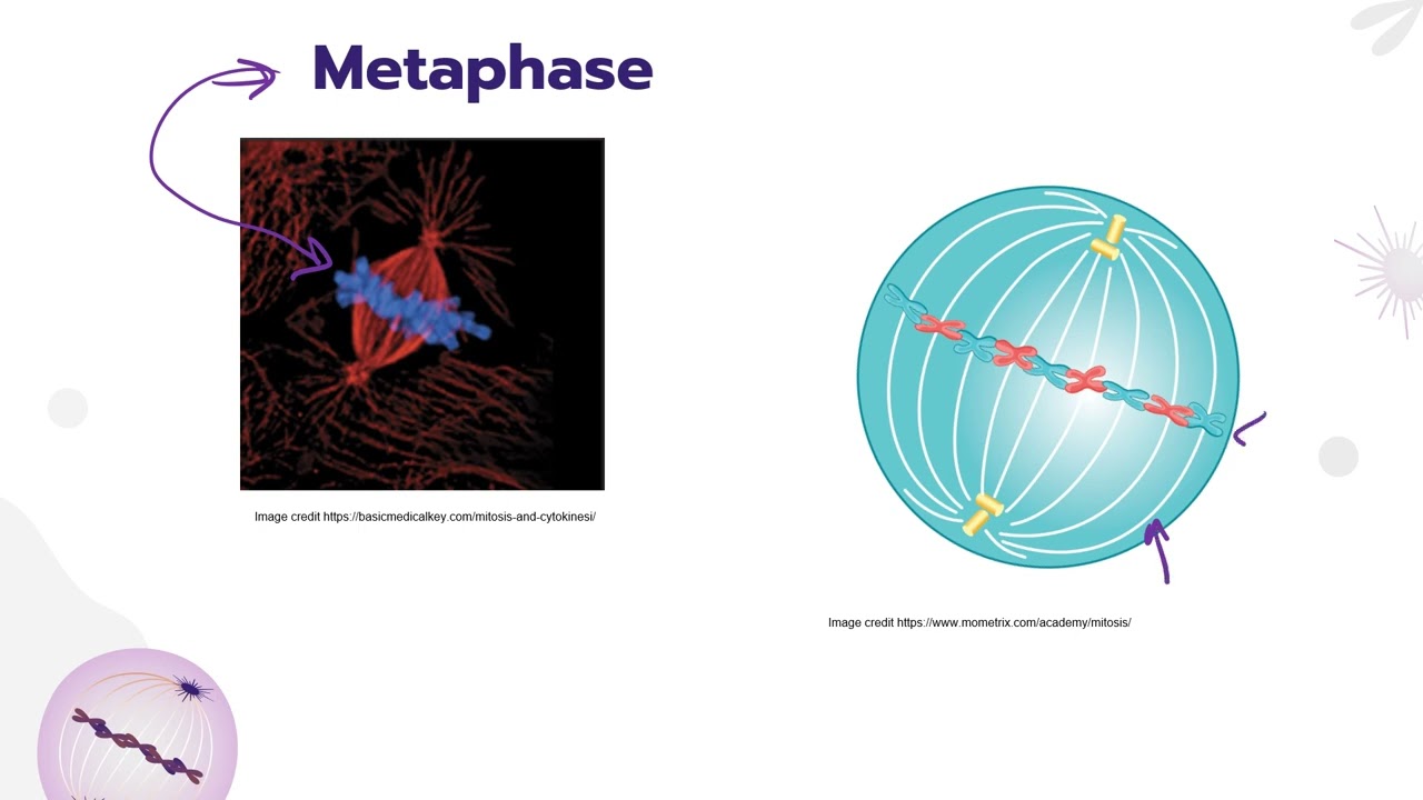 IB Biology D2.1 Cell and nuclear division