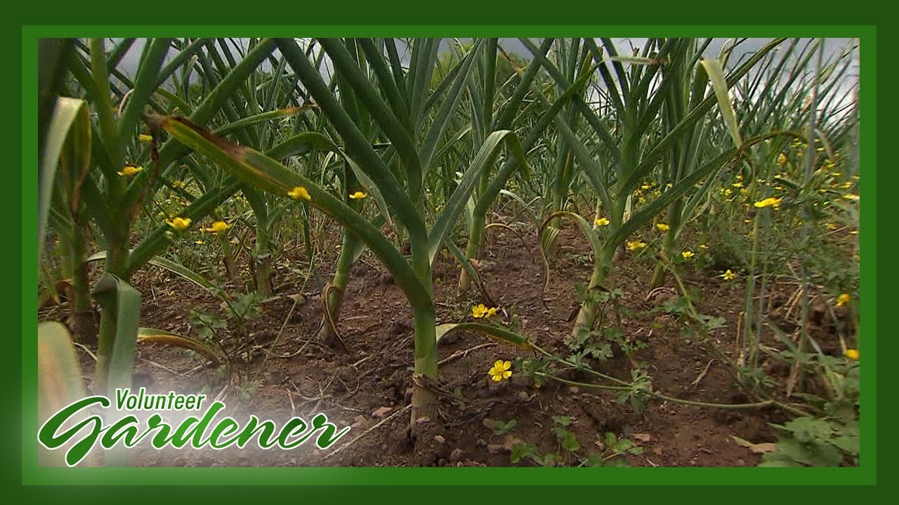 Growing Garlic | Volunteer Gardener