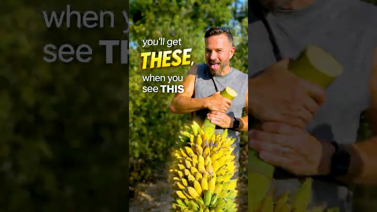 Бананы &mdash; вы их получите, когда увидите это!