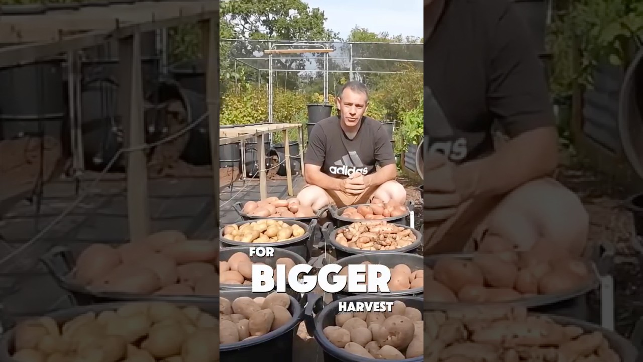 The Free Mulch That Doubles Potato Harvests