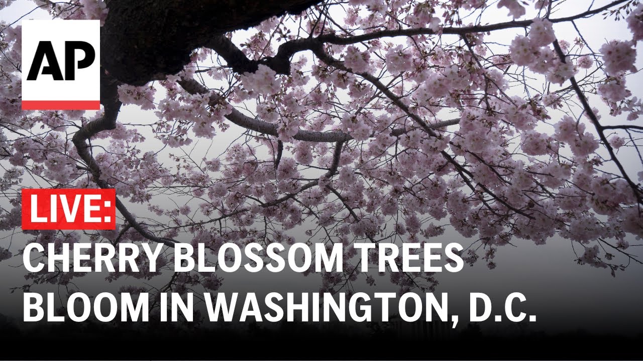 LIVE: Cherry blossom trees bloom in Washington, D.C.