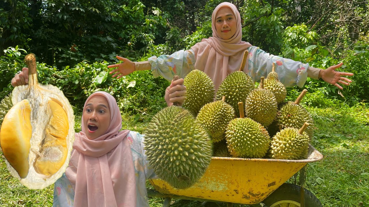 KUTIP DURIAN BATU KURAU| Harvest Durian ,The world’s smelliest fruit, but the taste is from HEAVEN‼️