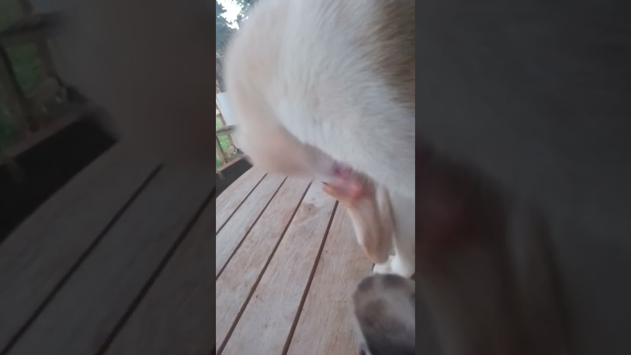GARFIN , Nube gris y Nina Es hora del baño pero algo lo llama la atención , Que será