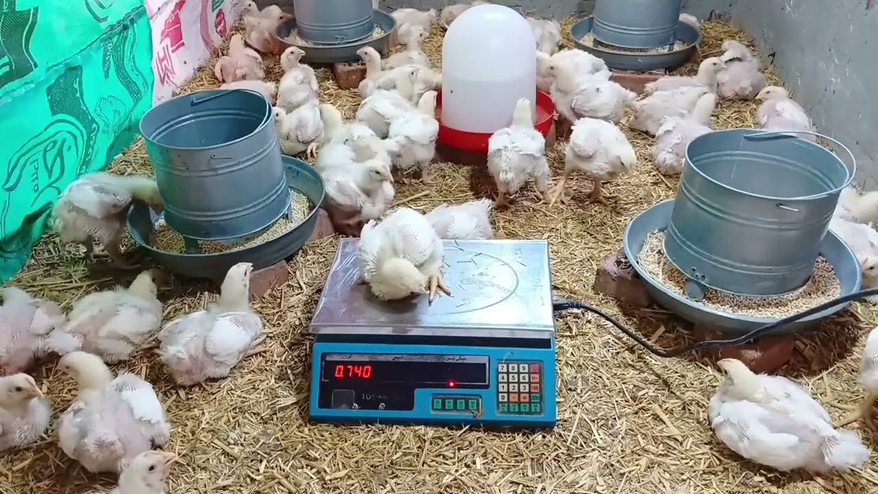 احذر العلف الناهي 19% وخطورتة علي الفراخ في الصيف ومتابعة الدورة عمر 18 يوم