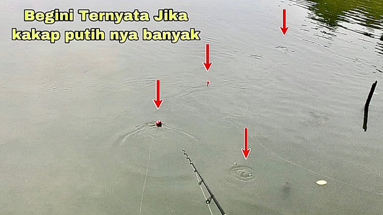 BEGINI Jika Kakap Putih Nya Banyak!! Mancing Kakap Putih-Barramundi