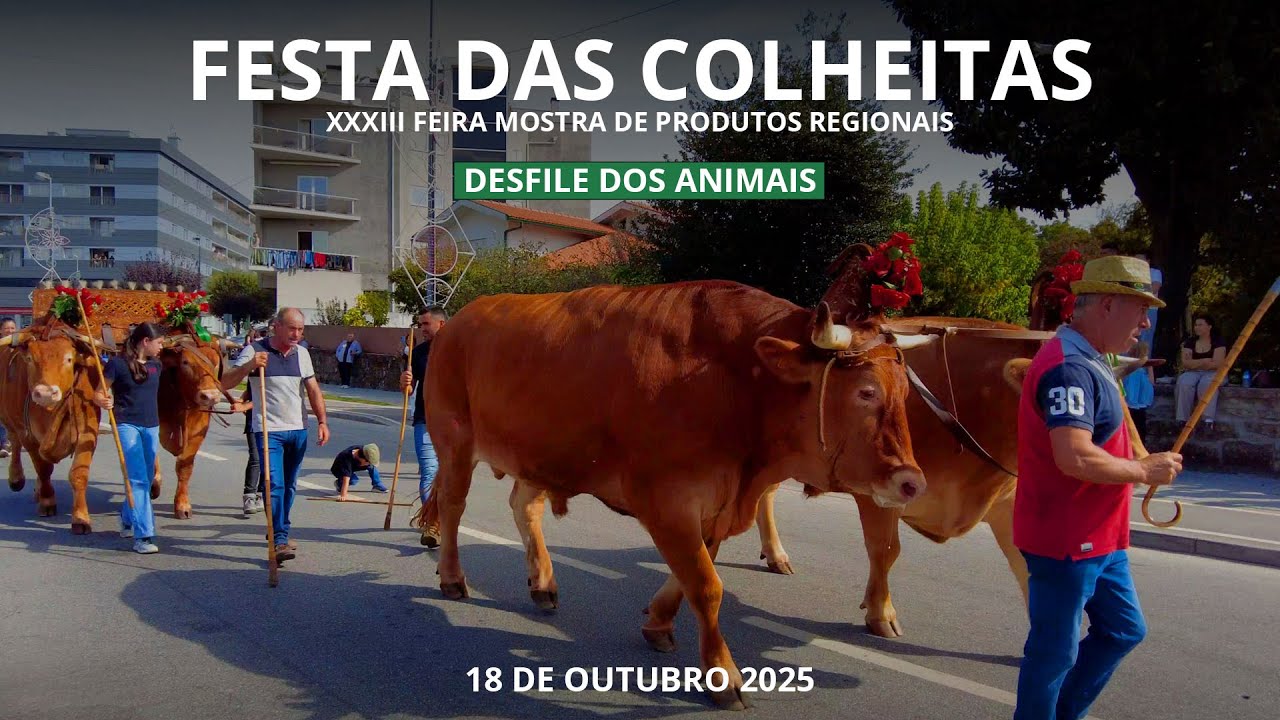 🐂🎶 Desfile Tradicional no Minho ao som das Concertinas! 🌾
