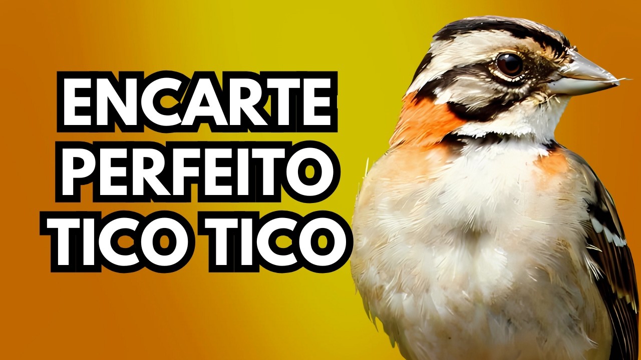 CANTO DO TICO TICO PRA ESQUENTAR O SEU TICO E DEIXAR ELE MALUCO DE VEZ ENCARTE TICO TICO NA HORA