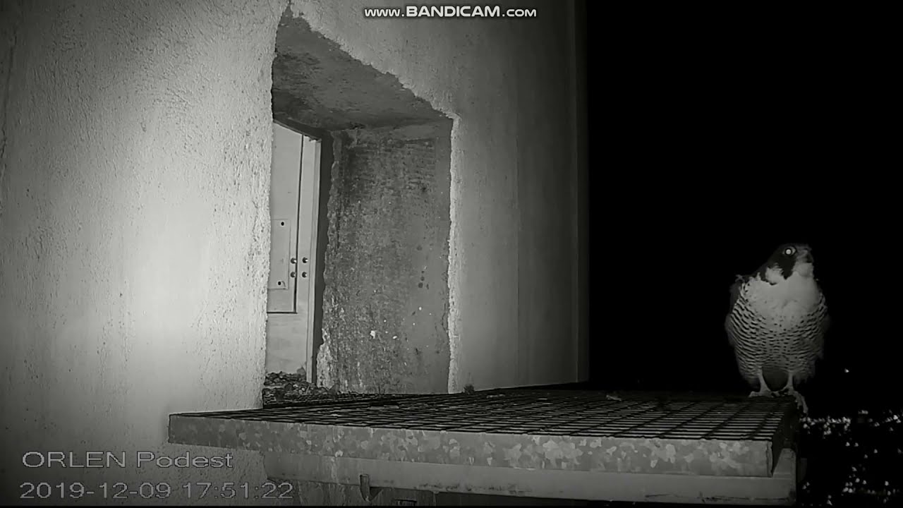 Sokoły wędrowne Orlen Płock (PL) 2019.12.09 - Będzie nocne polowanie