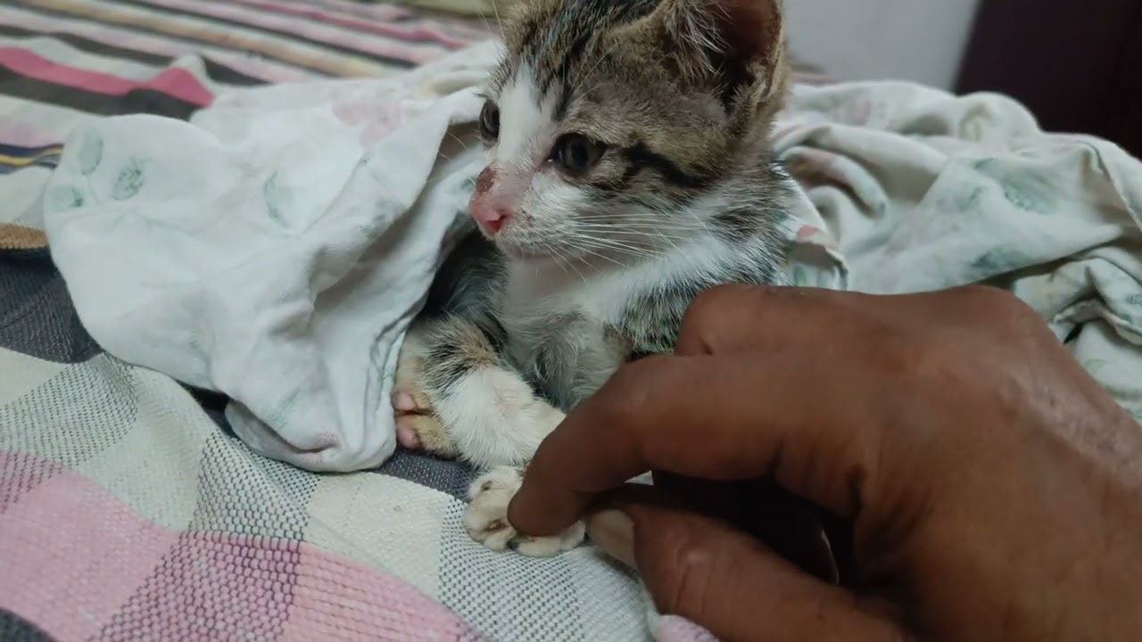 Kitten saved from dogs.