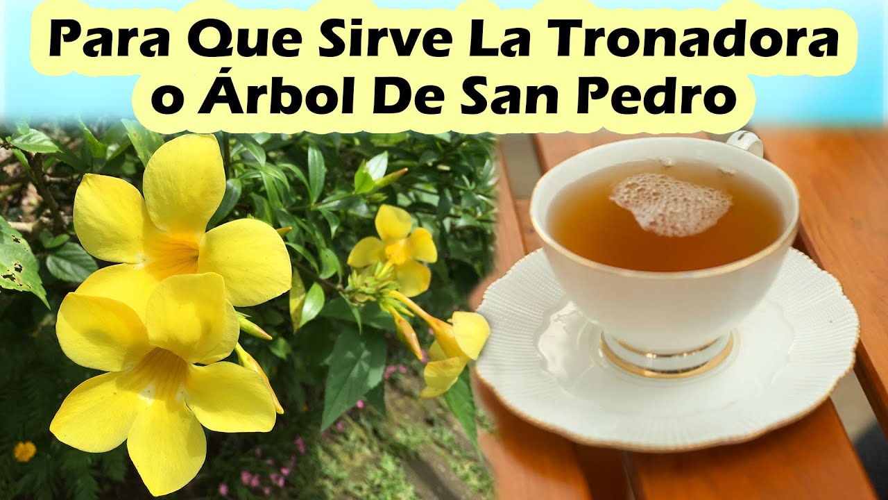 Para Qu&eacute; Sirve La Tronadora o &Aacute;rbol de San Pedro - Desde Bajar El Az&uacute;car Hasta Limpiar La Sangre