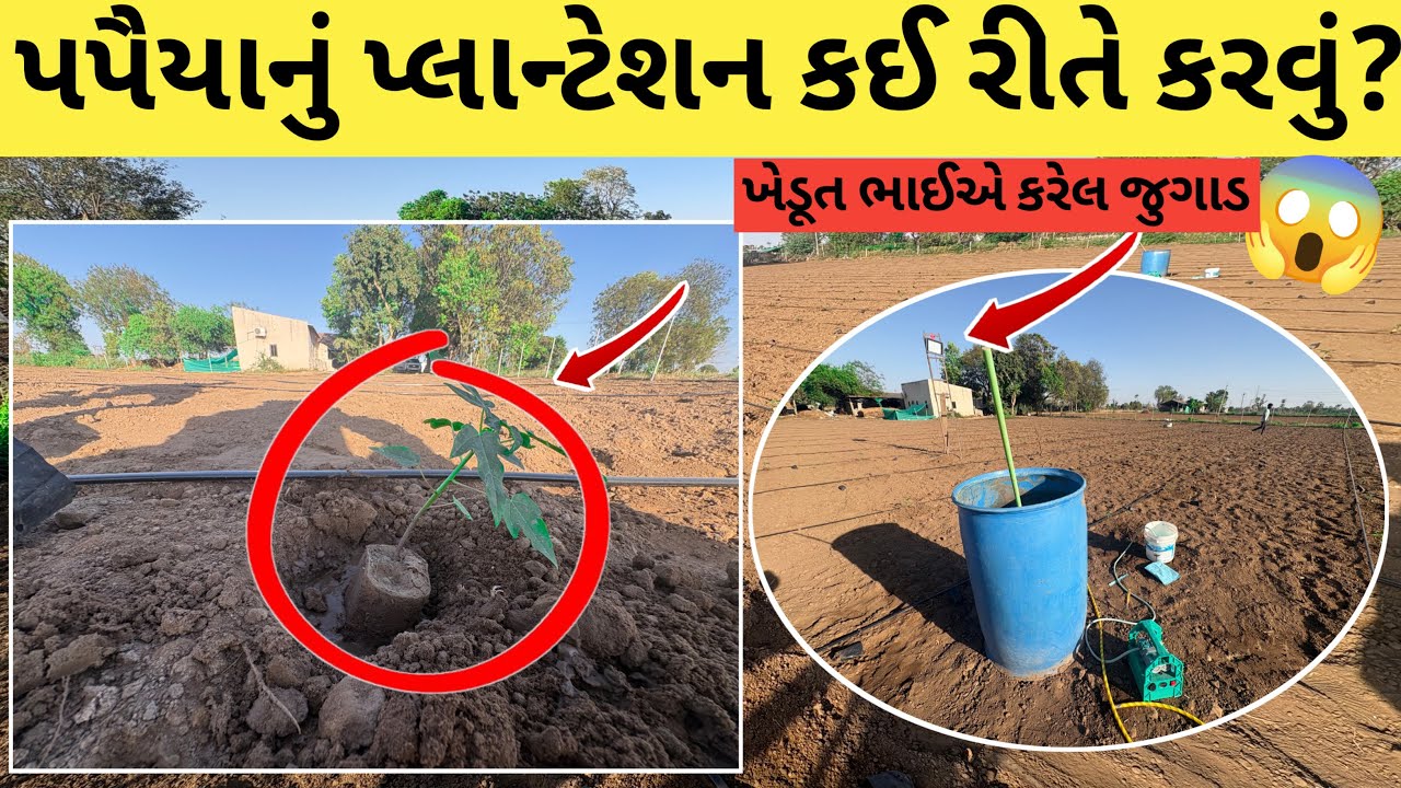 પપૈયાનું પ્લાન્ટેશન કઈ રીતે કરવું | ખેડૂત ભાઈએ કરેલ જુગાડ 