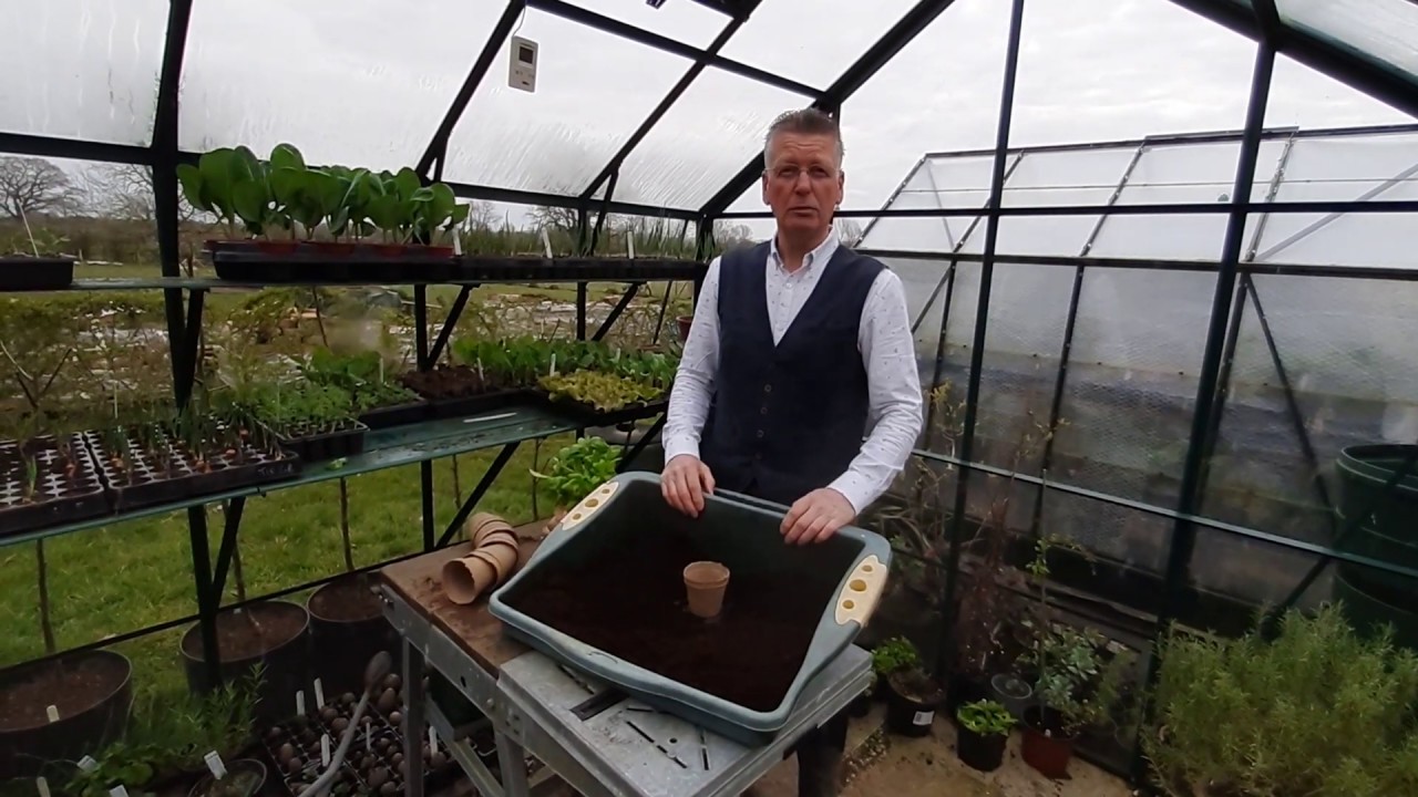 How to make supermarket herbs keep on giving!