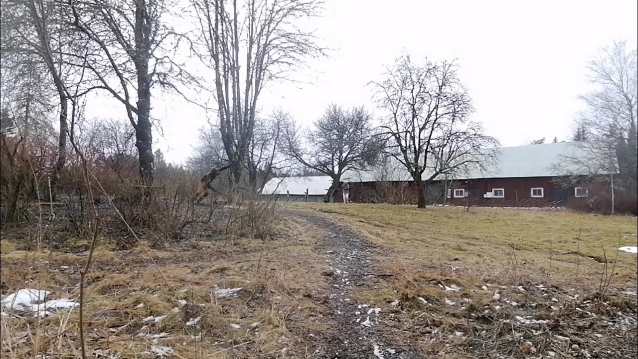 Levensgevaarlijk? || Dutch homestead VLOG 133