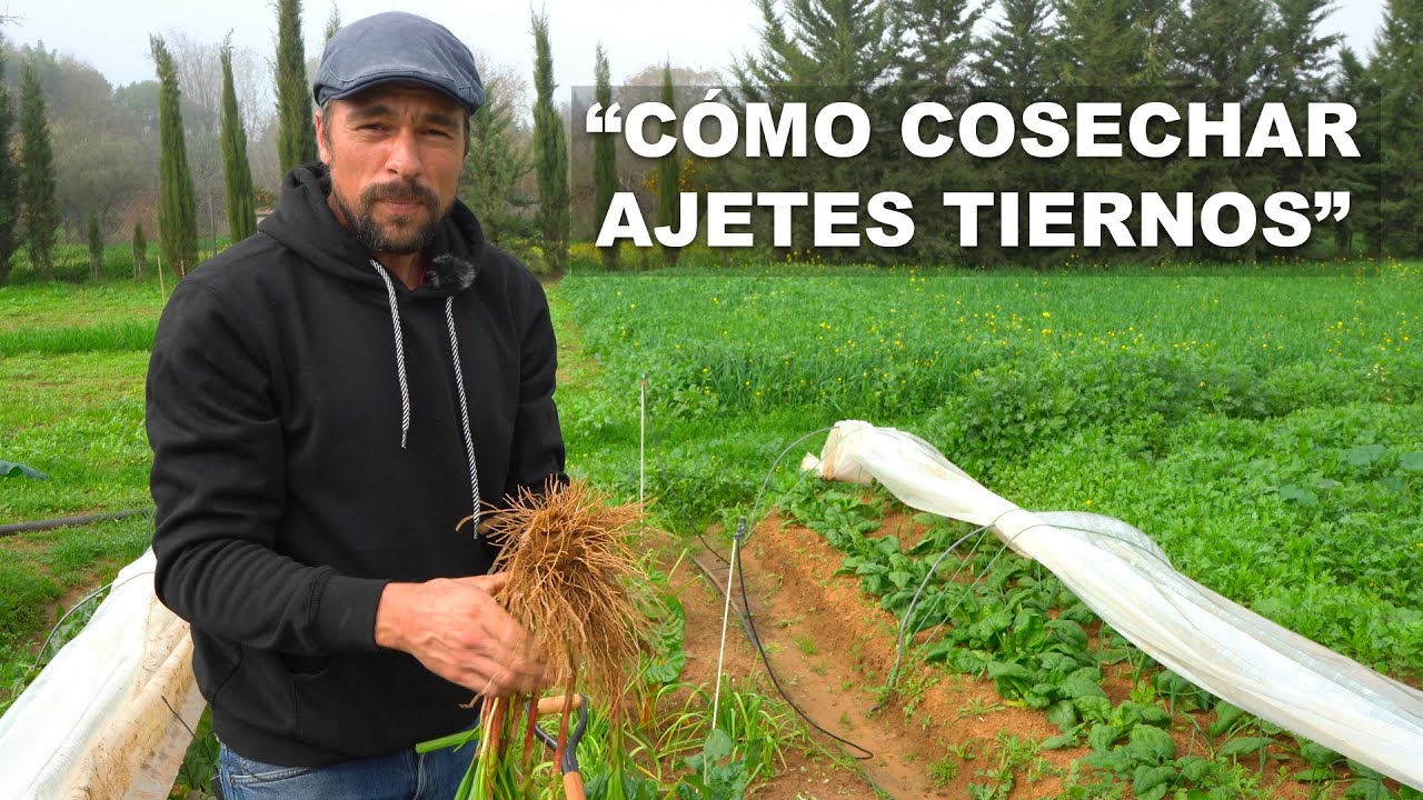 “Como cosechar ajetes tiernos”