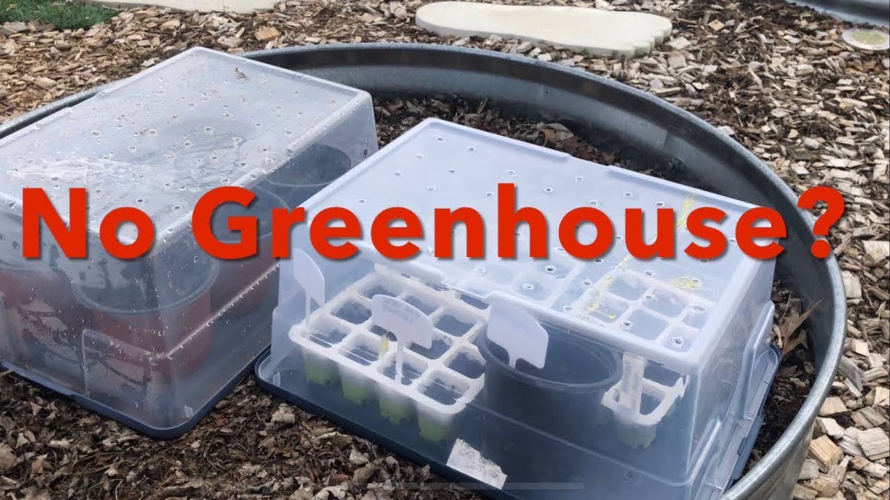 No greenhouse? No problem; winter sowing.