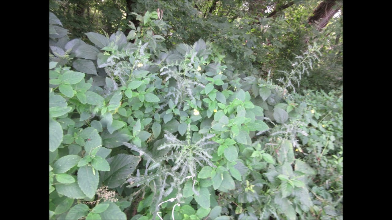 Embody The Spirit Of Bravery Field Thistle Aug 2024