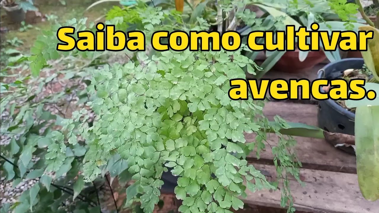 Como cultivar avenca/ Como fazer mudas de avenca