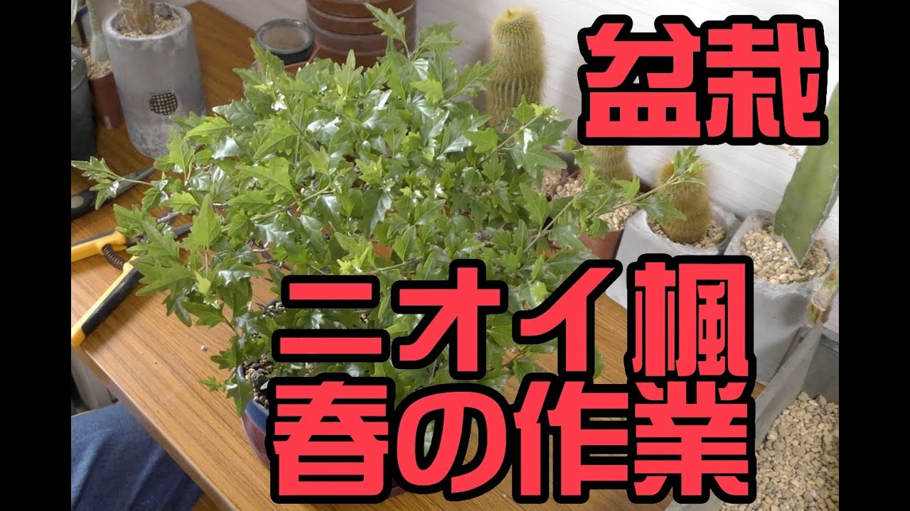 【盆栽】ニオイ楓の春の作業