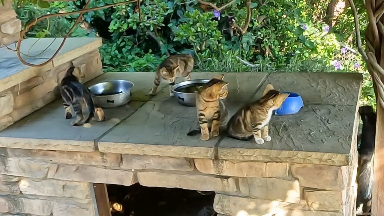 Larkridge Feral Kitten Cam 26-Jun-2023