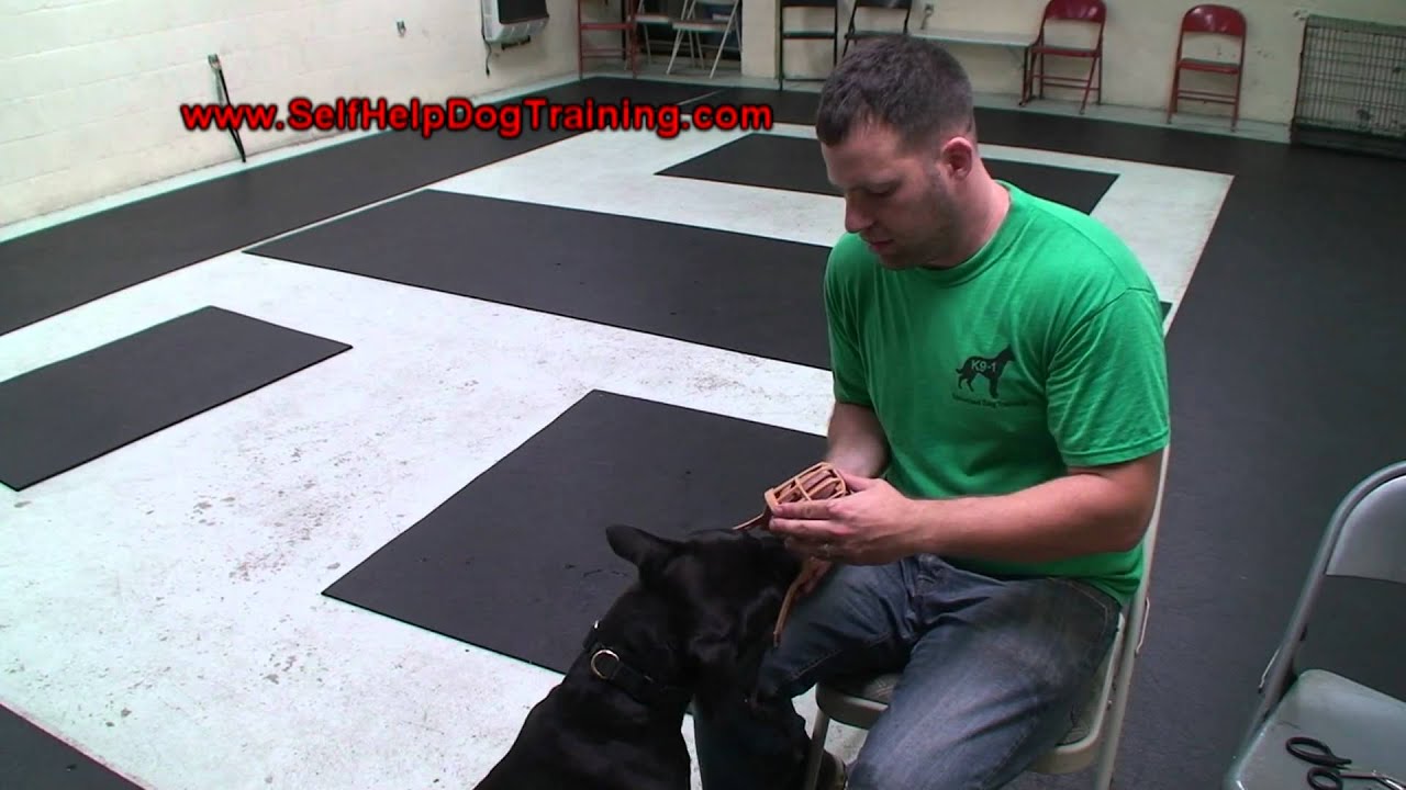 How to train a dog to wear a muzzle (k9-1.com)