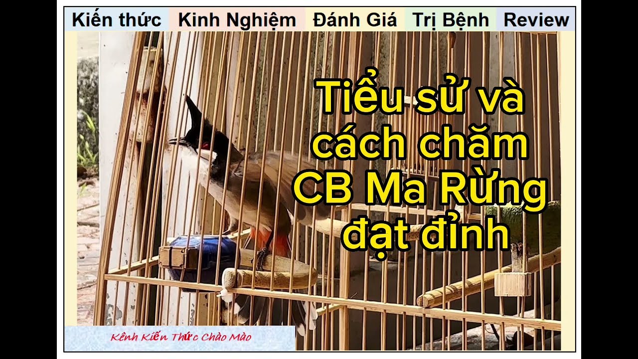 Chiến binh nổi tiếng Ma Rừng đã có tiểu sử gì và Cách Nuôi Chim Chào Mào