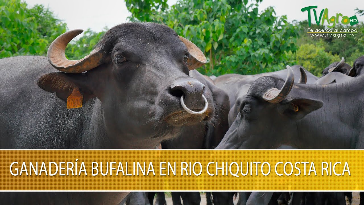 Ganaderia Bufalina en Rio Chiquito Costa Rica- TvAgro por Juan Gonzalo Angel Restrepo