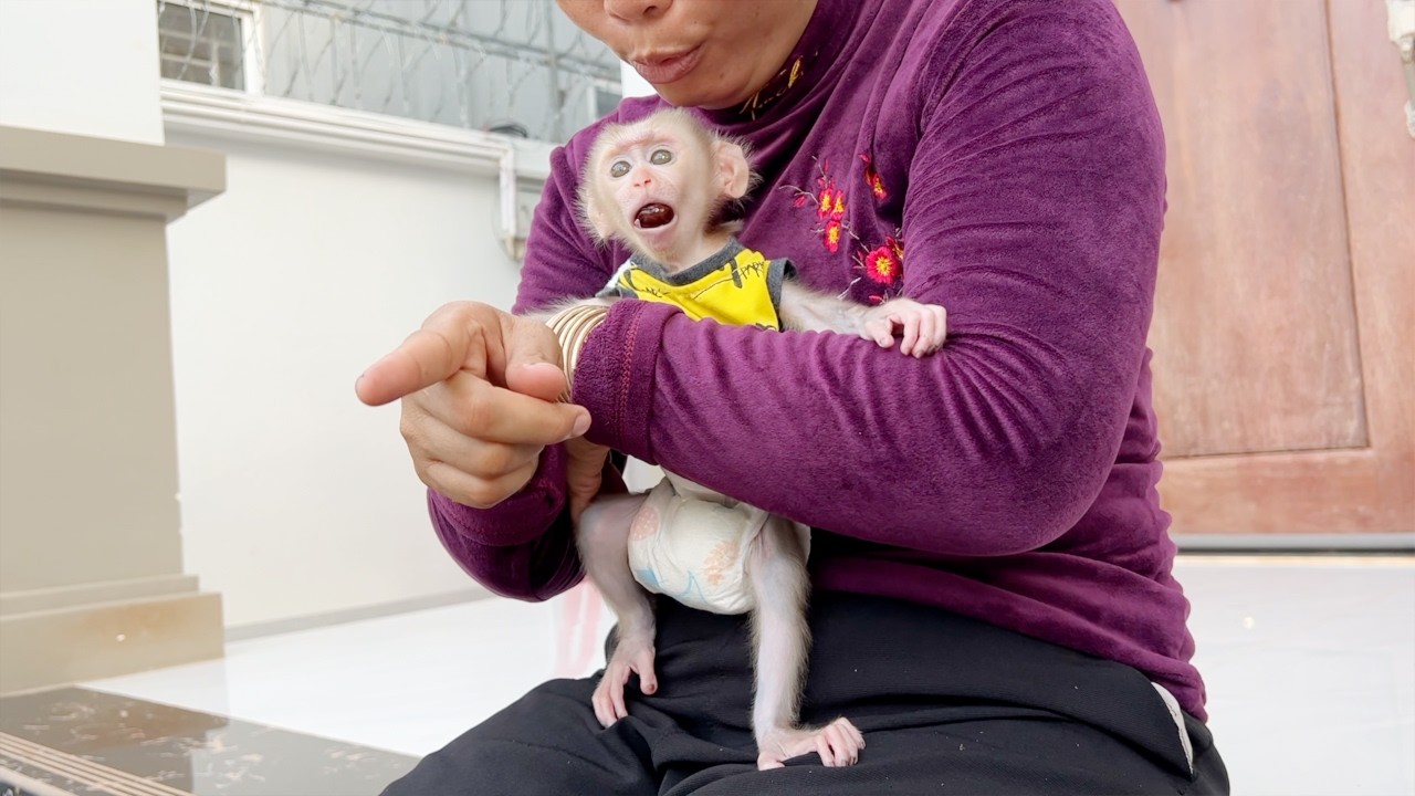 Baby Tauch Sucking A Huge Grape Fruit In Mouth