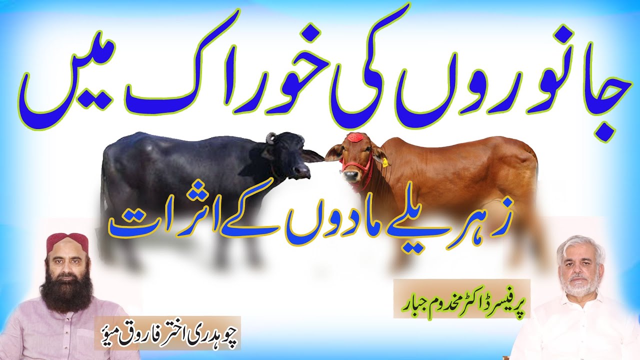 How to save animal from aflatoxin| Dairy farming||  how to protect animal from poison | dairy only