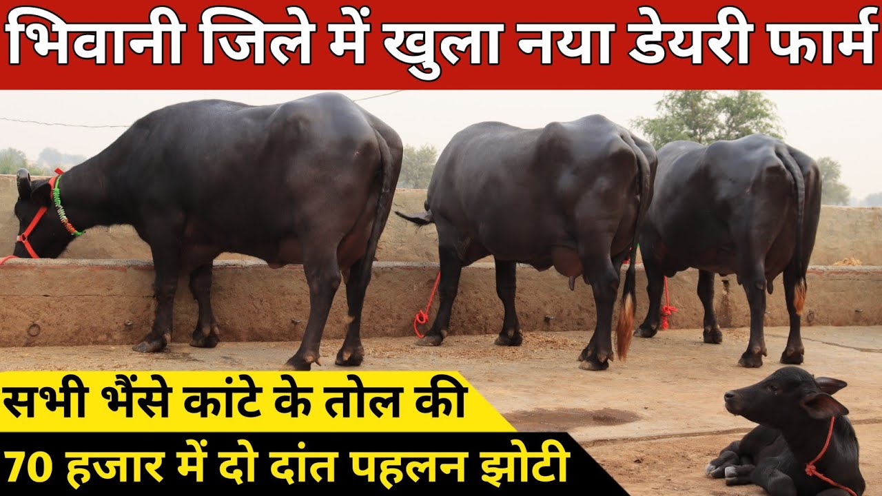 जिले में खुला नया डेरी फार्म, कांटे के तोल की ताजा व ग्याभिन भैंसे | Rajput Dairy Farm (9034572920)