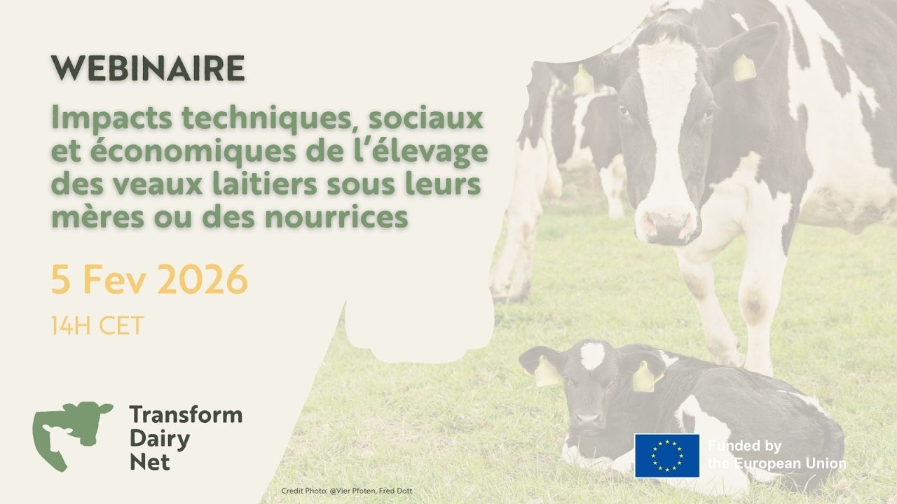 Impacts de L'élevage Veaux Laitiers Sous Mère ou Nourrice  - Webinaire | TransformDairyNet