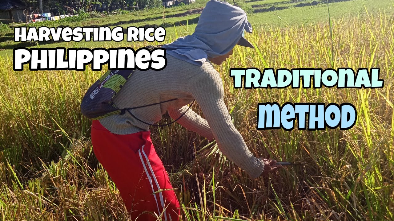 HARVESTING RICE IN PHILIPPINES traditional method(gapas Ng palay)