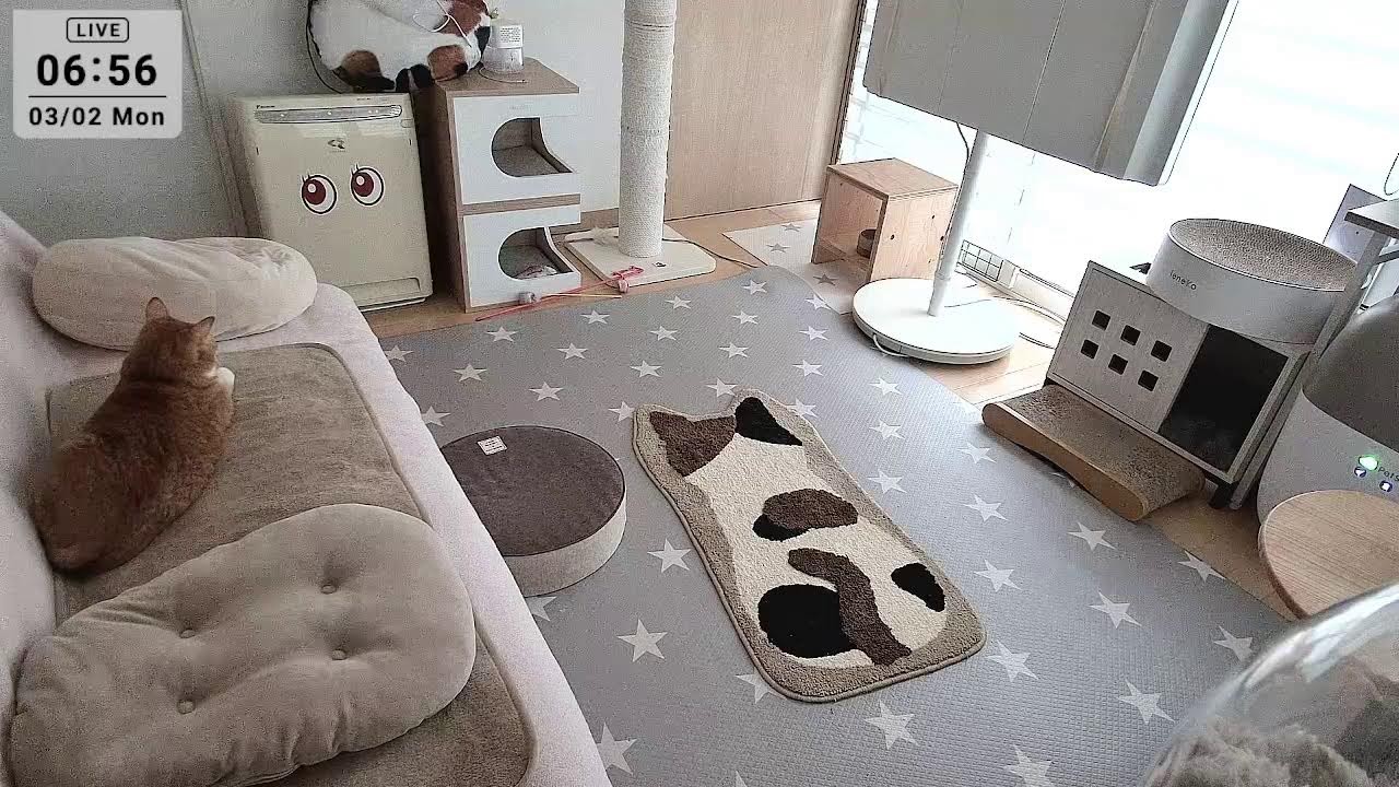2026.3.2 ニャンコ部屋から生放送！〜猫らの寝相ウォッチング〜