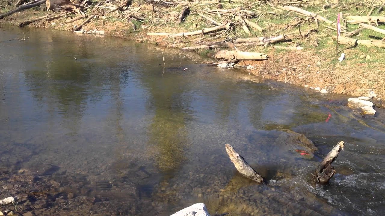 Hatchery Creek - Trout spawning