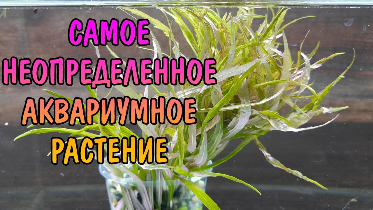 ПОГОСТЕМОН ШРИ ЛАНКА ( Pogostemon Sri Lanka )