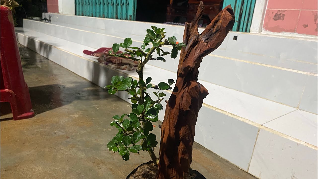 18/3 Gl ae ít mã cây cảnh sống khẻo cần ib 0852139168