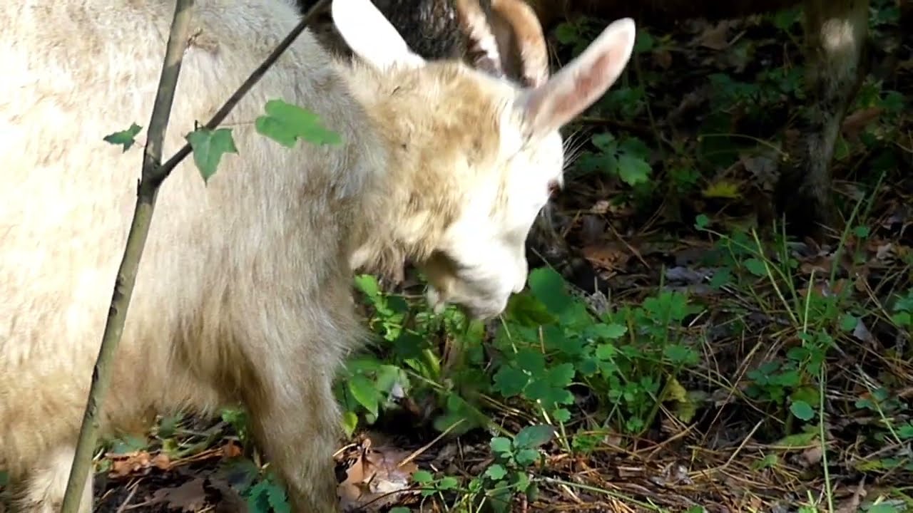 Goat in slow motion in the forest | Royalty free footages for editing