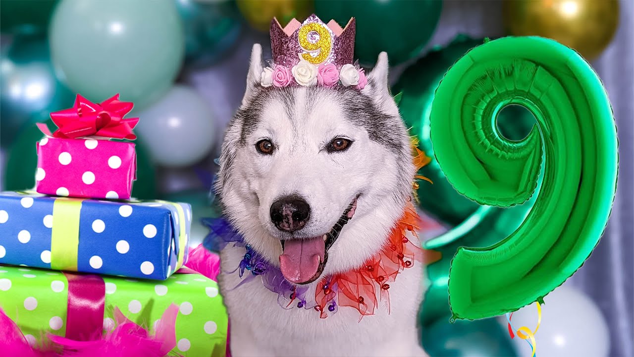 Happy Birthday Memphis The Husky 🎂 9 Years Old | My Dogs Birthday