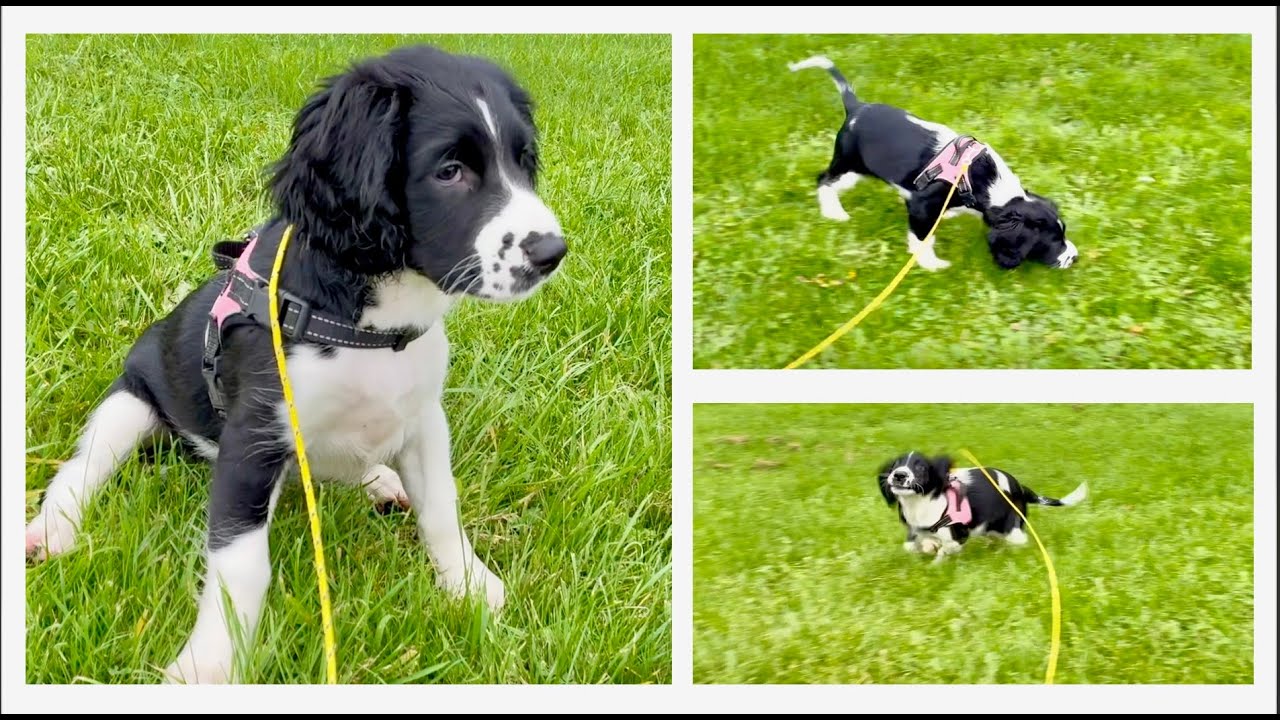 Ella's first big brave walk! | New Springer Puppy Ep. 11