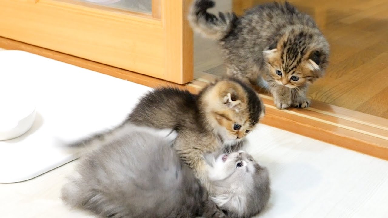 The kitten who finally got out of his room is too excited and runs around.