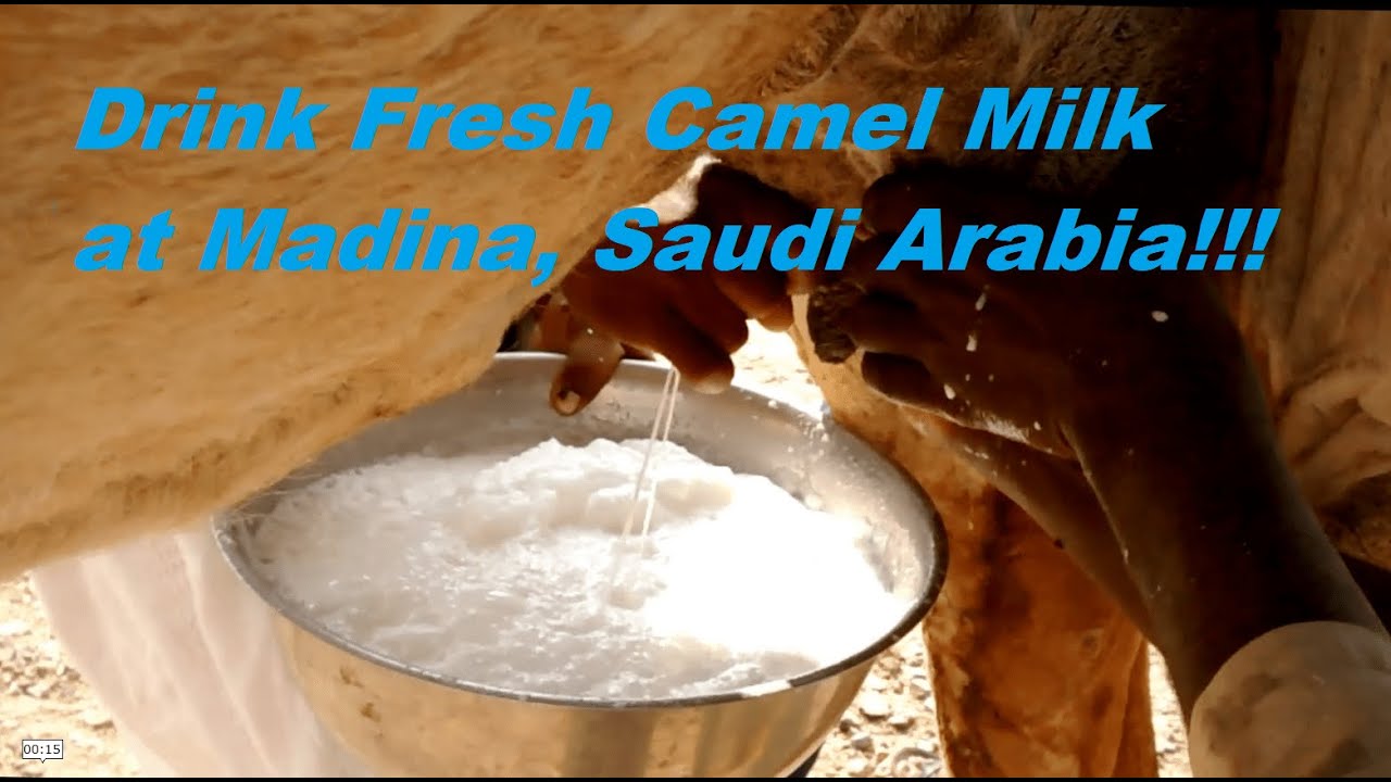 UMRAH SERIES | CAMEL MILK IN MADINAH | THINKS TO DO IN MADINAH UMRAH! | CAMEL FARMS!