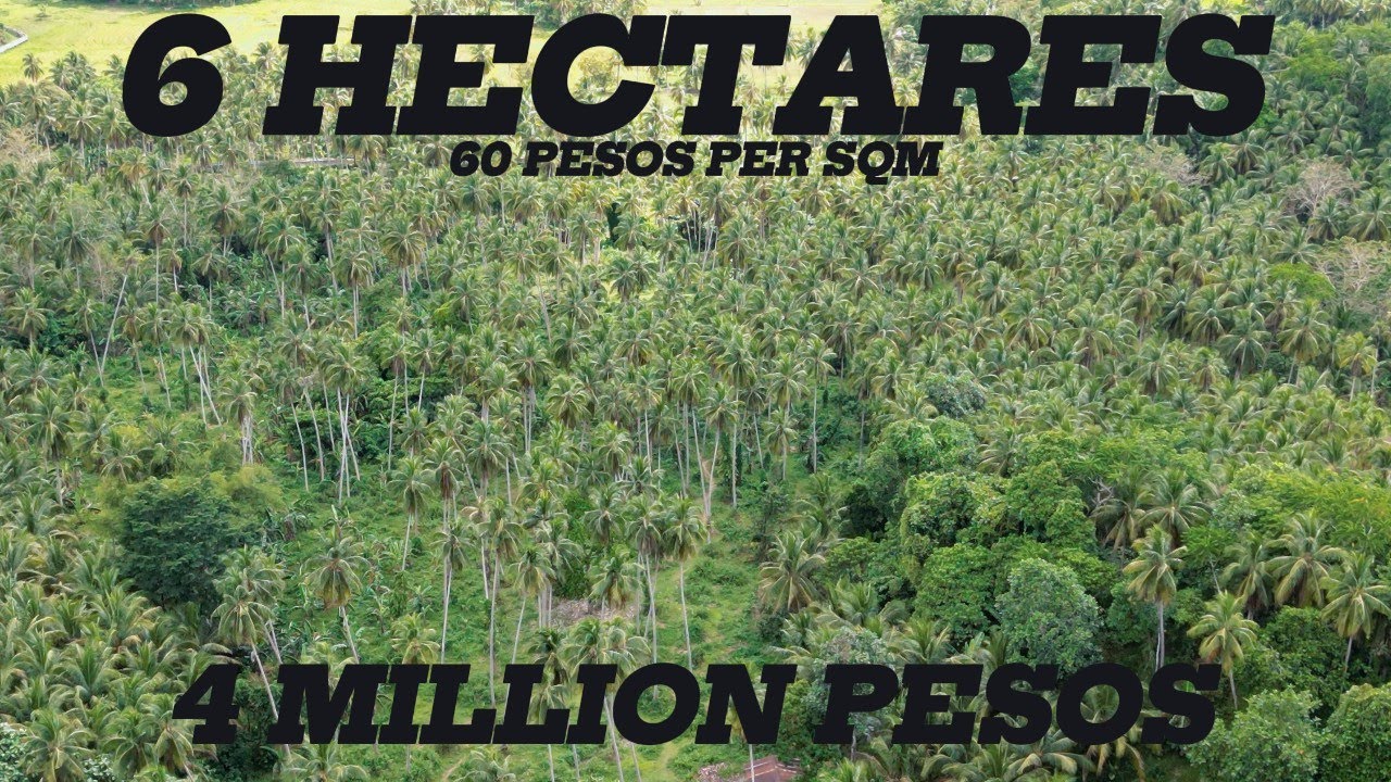 VLOG #140 | 6 HECTARES | 60 PESOS PER SQM or 4 MILLION PESOS | NEGOTIABLE TO SELLER  |