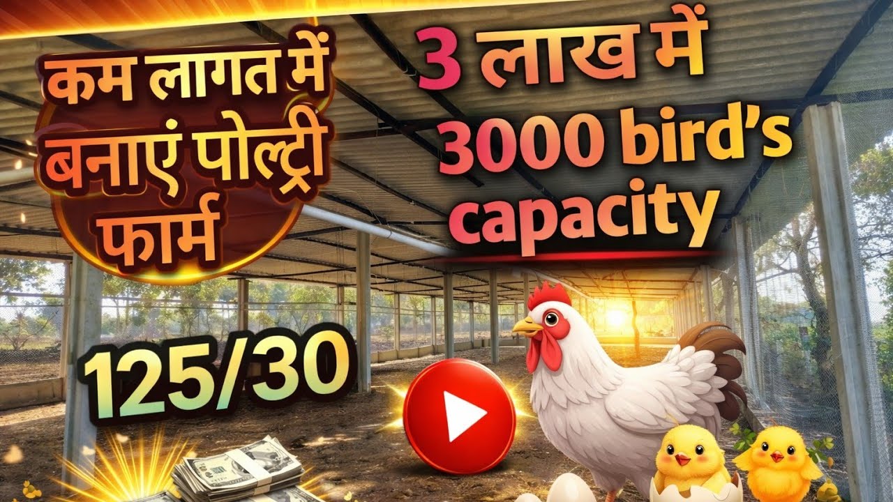 कम लागत मे बनाएं पोल्ट्री फार्म | 3000 पक्षियों के लिए | 30000 me teyar | poultry farm business plan