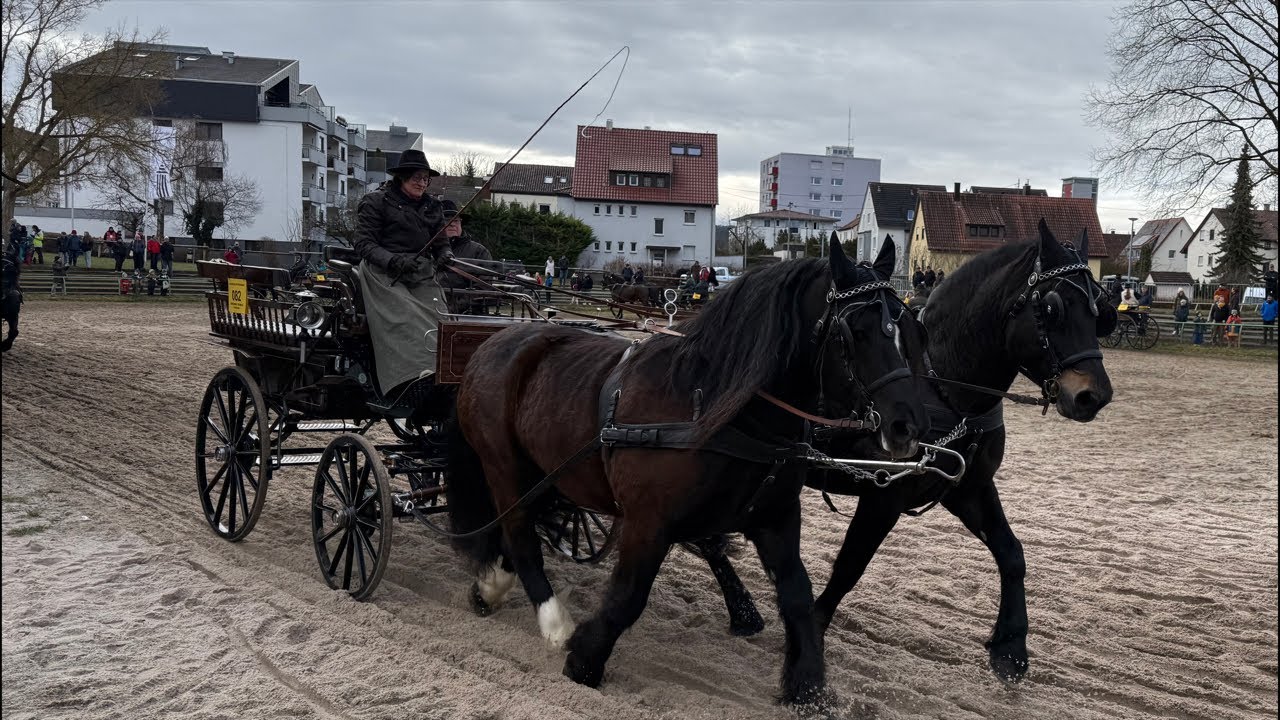 Pferdeschau und Gespannwettbewerb der Großpferde 🐎 Der 333. Leonberger Pferdemarkt 2026 🐴