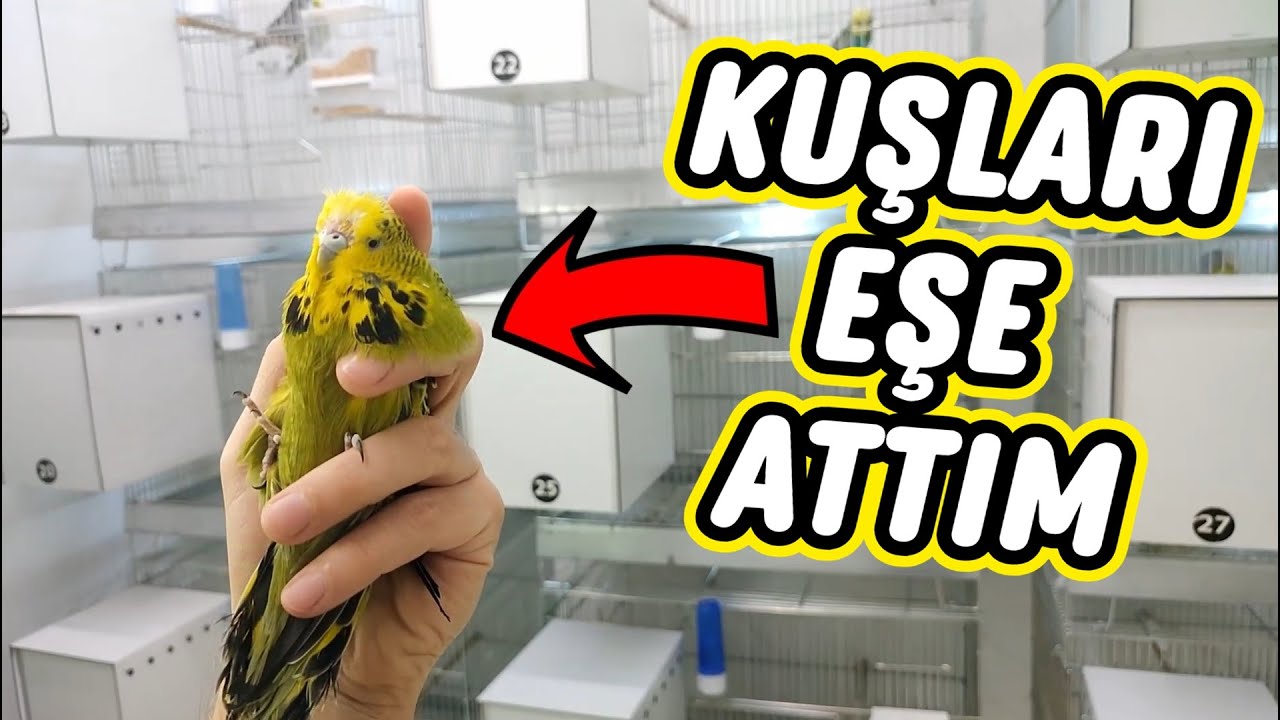 MUHABBET KUŞLARINI EŞE ATTIM