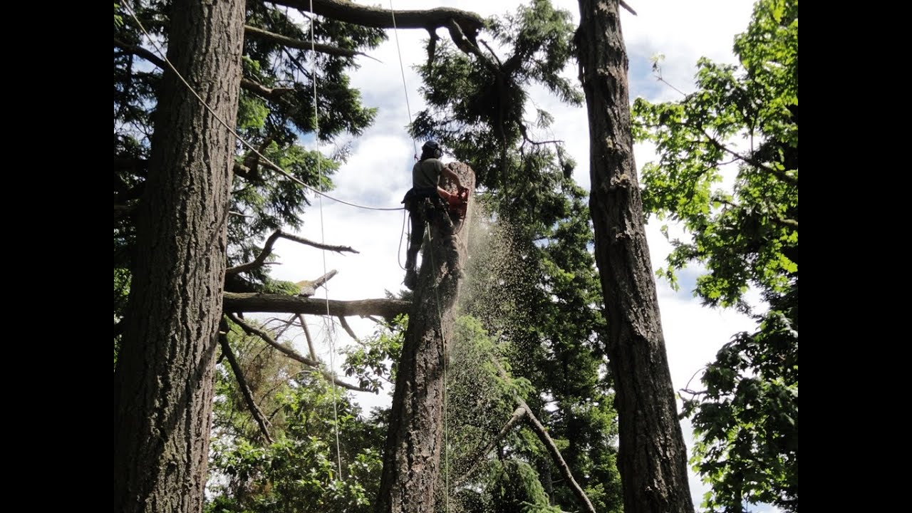 30 years of Tree Work - Keys to Longevity