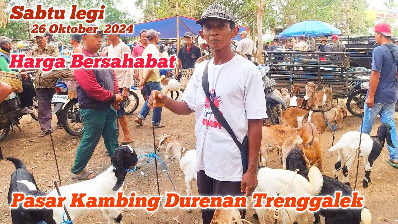 UPDATE Harga Kambing di Pasar Durenan Kambing Trenggalek Hari ini Sabtu legi 26 Oktober 2024