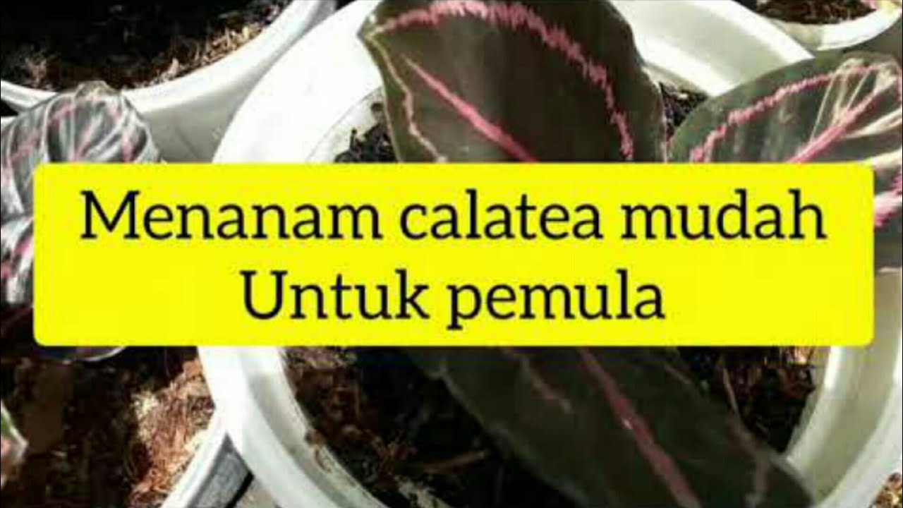 Menanam calatea untuk pemula dengan media tanam di sekitar kita